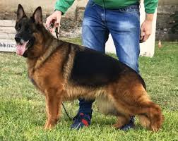 public/dog_images/547/1719238128.Bella di Cariddi.jpg